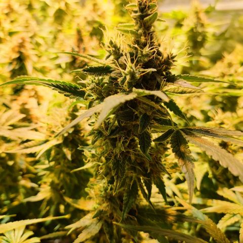 Super Silver Haze #05 growlog timeline photo