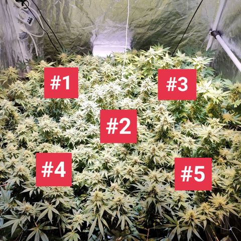 Super Silver Haze #01 growlog photo: • who is who?!