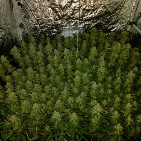 Super Silver Haze #01 growlog timeline photo
