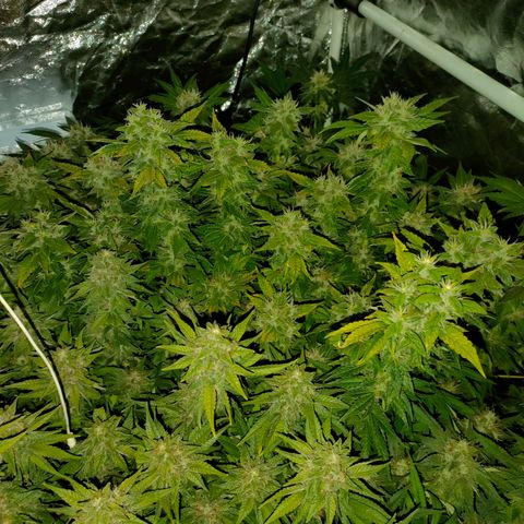 Super Silver Haze #01 growlog timeline photo