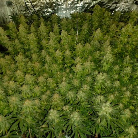 Super Silver Haze #01 growlog timeline photo
