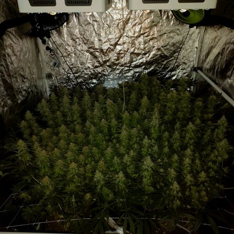 Super Silver Haze #01 growlog timeline photo