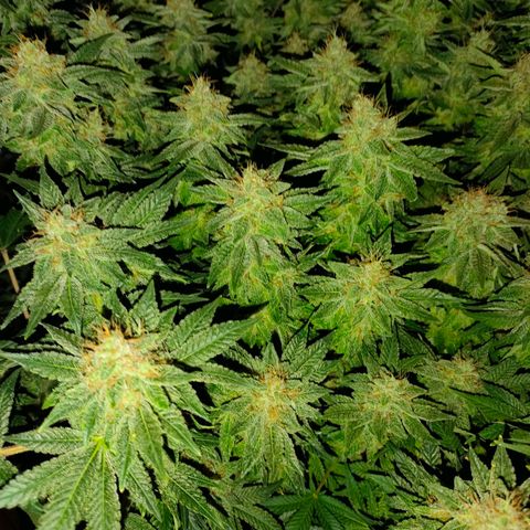 Super Silver Haze #01 growlog timeline photo
