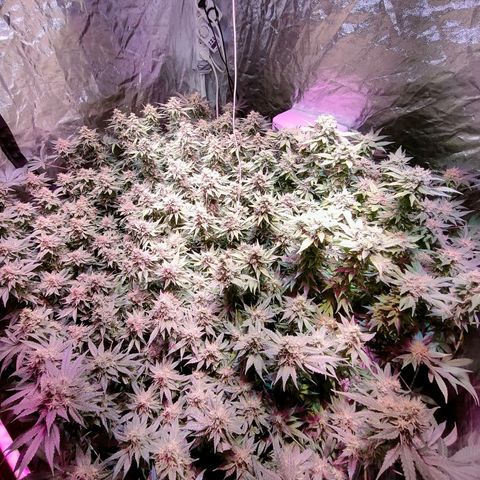Super Silver Haze #01 growlog timeline photo