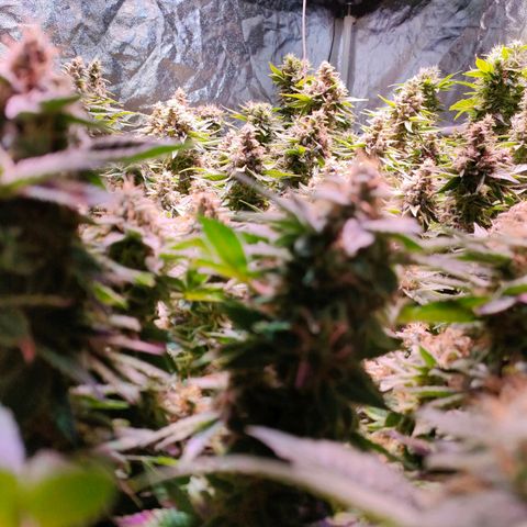 Super Silver Haze #01 growlog timeline photo