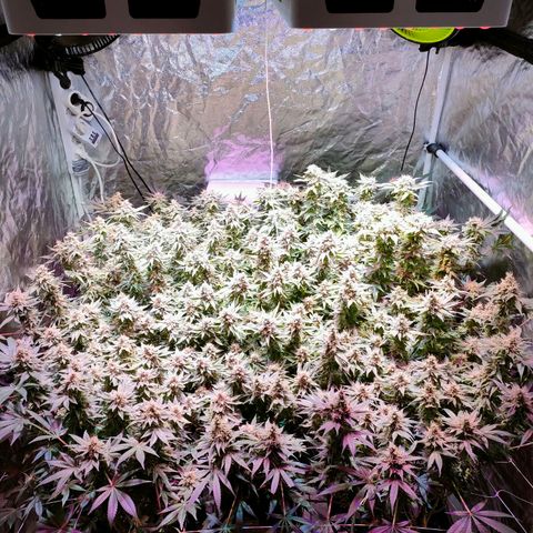 Super Silver Haze #01 growlog timeline photo