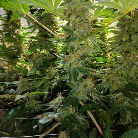 Super Silver Haze #01 growlog timeline photo