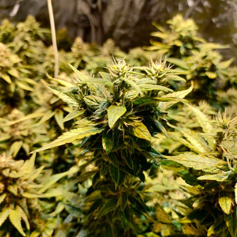 Super Silver Haze #01 growlog timeline photo