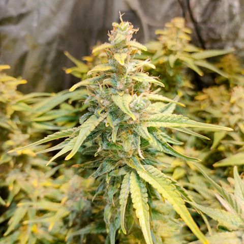 Super Silver Haze #01 growlog timeline photo