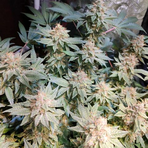 Super Silver Haze #01 growlog timeline photo