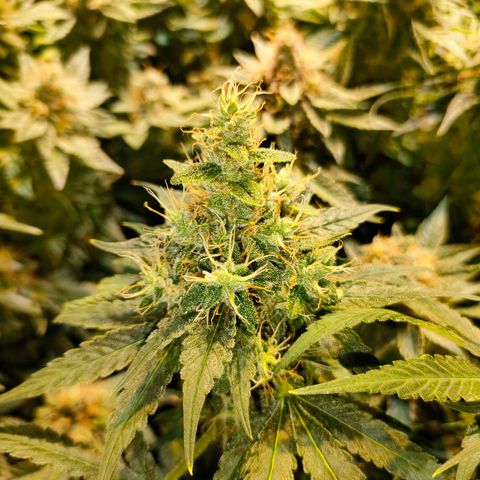 Super Silver Haze #01 growlog timeline photo