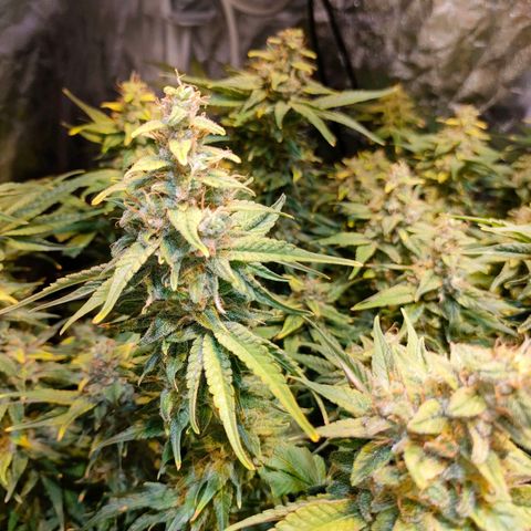 Super Silver Haze #01 growlog timeline photo