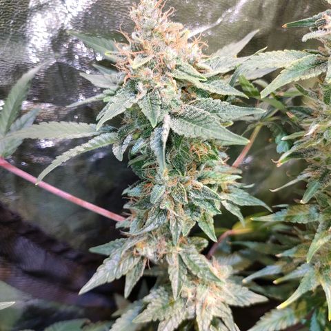 Super Silver Haze #01 growlog timeline photo