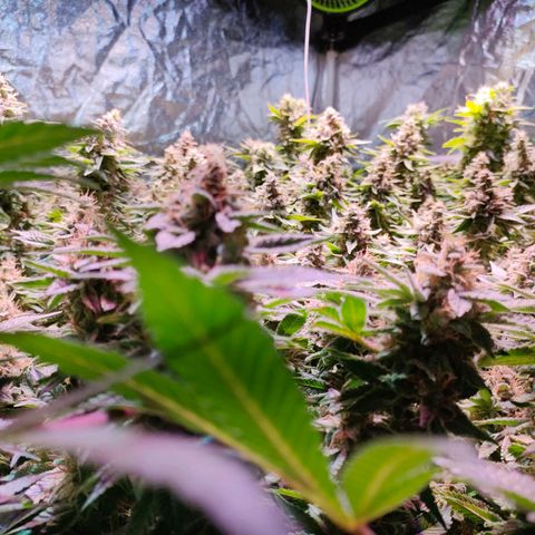 Super Silver Haze #01 growlog timeline photo