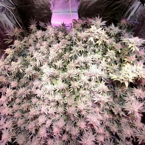 Super Silver Haze #01 growlog timeline photo