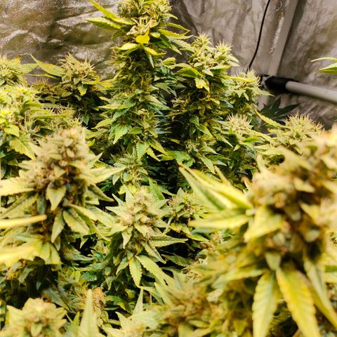 Super Silver Haze #01 growlog timeline photo