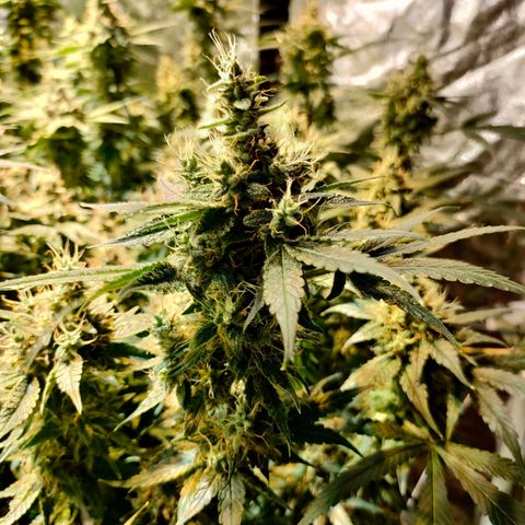 Super Silver Haze #01 growlog timeline photo