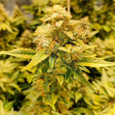 Super Silver Haze #01 growlog timeline photo