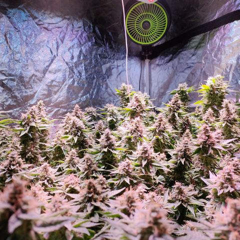 Super Silver Haze #01 growlog timeline photo