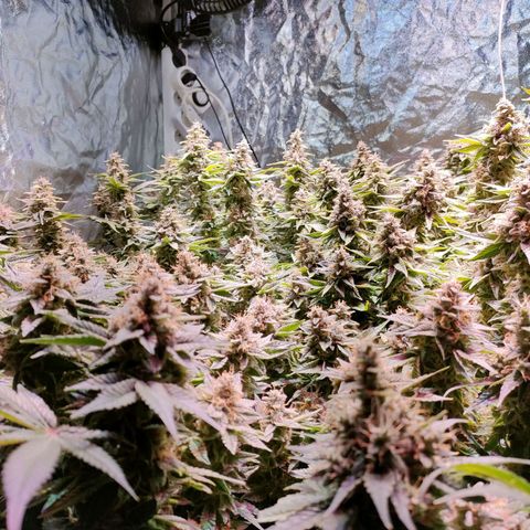 Super Silver Haze #01 growlog timeline photo