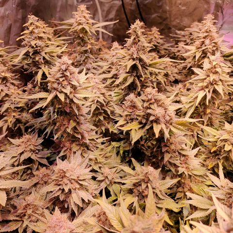 Super Silver Haze #01 growlog timeline photo