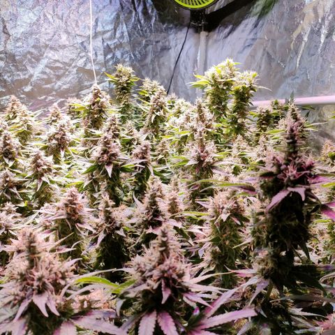 Super Silver Haze #01 growlog timeline photo