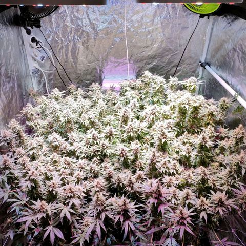Super Silver Haze #01 growlog timeline photo
