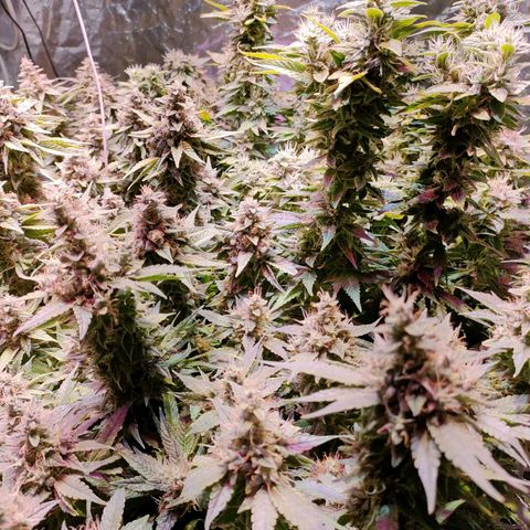 Super Silver Haze #01 growlog timeline photo