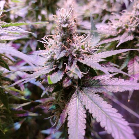 Super Silver Haze #05 growlog timeline photo