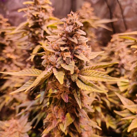 Super Silver Haze #01 growlog timeline photo