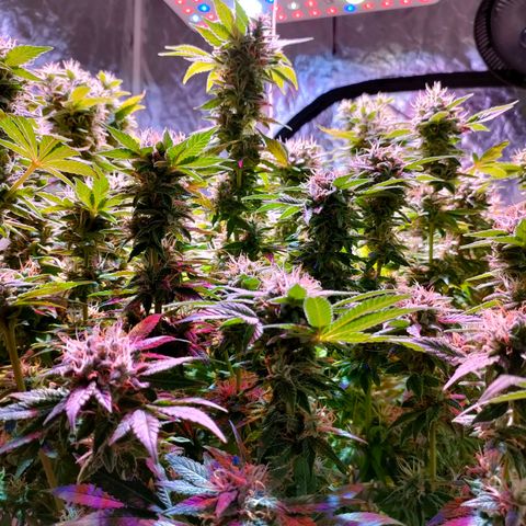 Super Silver Haze #01 growlog timeline photo
