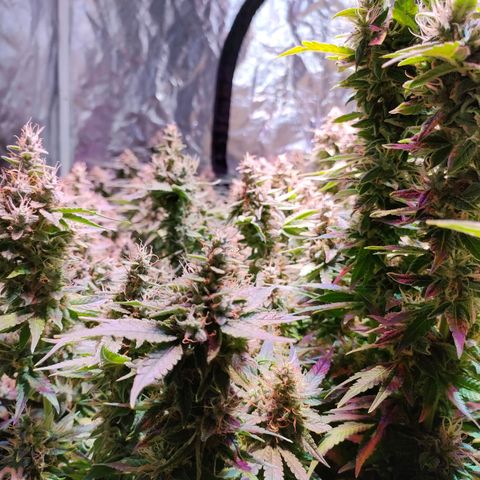 Super Silver Haze #01 growlog timeline photo