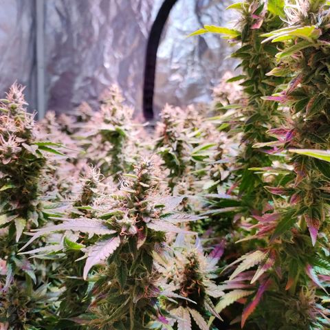 Super Silver Haze #01 growlog timeline photo