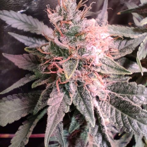Super Silver Haze #01 growlog timeline photo