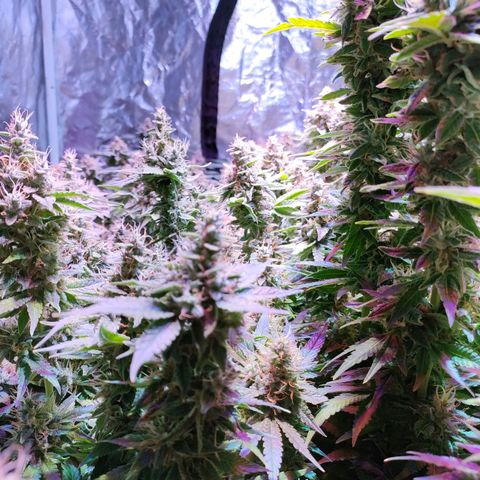 Super Silver Haze #01 growlog timeline photo