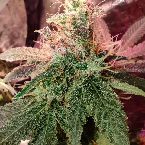Super Silver Haze #01 growlog timeline photo