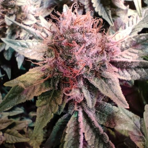 Super Silver Haze #01 growlog timeline photo