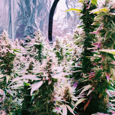 Super Silver Haze #01 growlog timeline photo