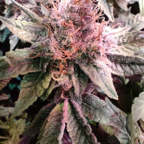 Super Silver Haze #01 growlog timeline photo