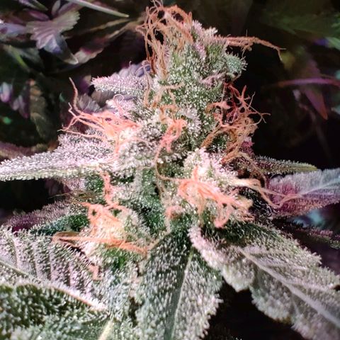 Super Silver Haze #01 growlog timeline photo