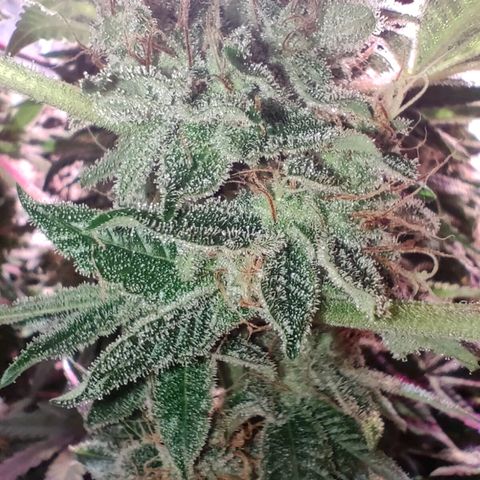 Super Silver Haze #01 growlog timeline photo