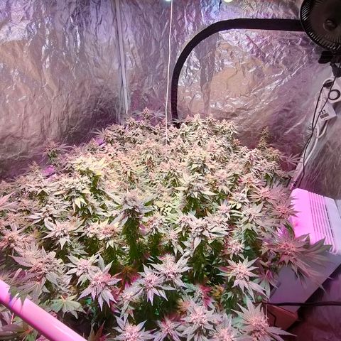 Super Silver Haze #01 growlog timeline photo