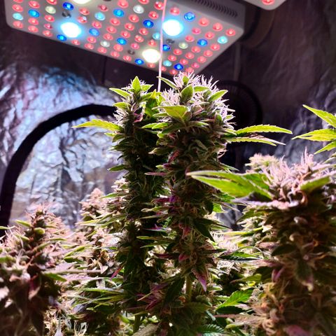 Super Silver Haze #01 growlog timeline photo