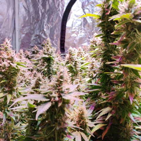 Super Silver Haze #01 growlog timeline photo