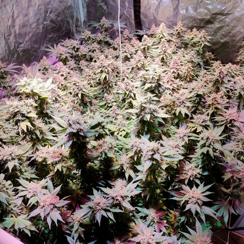 Super Silver Haze #01 growlog timeline photo