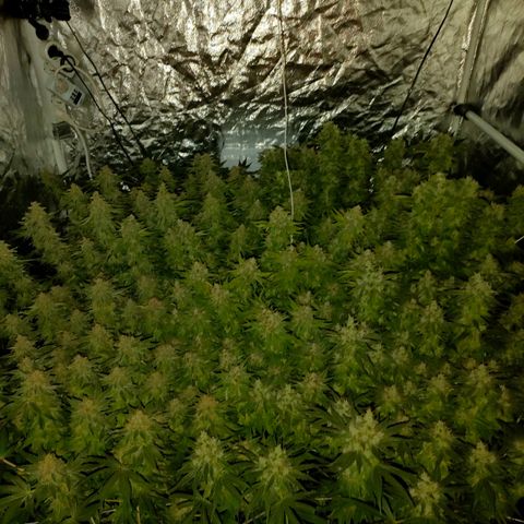 Super Silver Haze #01 growlog timeline photo