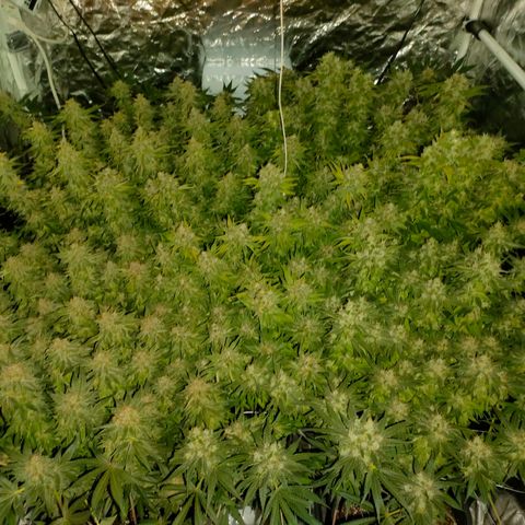 Super Silver Haze #01 growlog timeline photo