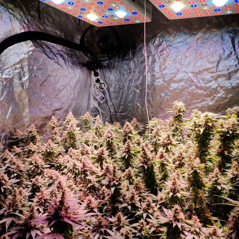 Super Silver Haze #01 growlog timeline photo