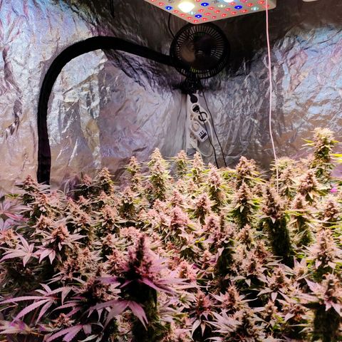 Super Silver Haze #01 growlog timeline photo