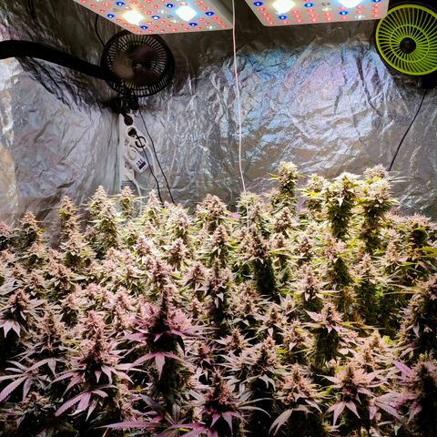 Super Silver Haze #01 growlog timeline photo